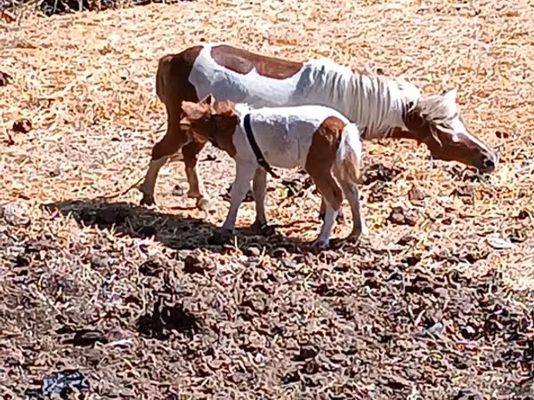 فرس, Australian Pony