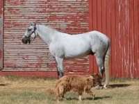 حصان, Tennessee Walking Horse — الصورة 2
