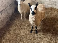 母羊, Cerry Hill sheep — 照片 8