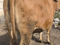 Cow, Cattle — photo 1