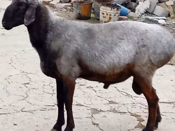 Ram, Sheep