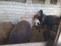公羊, Blackheaded Persian sheep — 照片 7