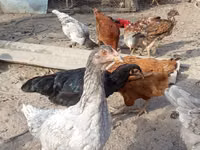 Chickens — 照片 2