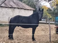 Caballo, Nonius horse — foto 5