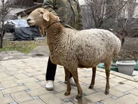 Sheep, Arashan sheep — photo 1