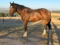 Horse (M), Clydesdale — photo 1