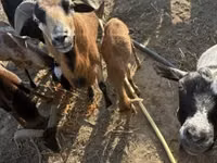 Schafe (Partie, Geschlecht nicht angegeben), Cameroon sheep — Foto 4
