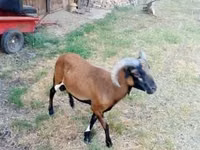 Wad, Cameroon sheep — sawirka 2