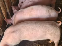 नर सूअर — फ़ोटो 1