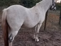 Mare, Horses — photo 2