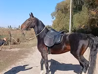 حصان, French Trotter — الصورة 5