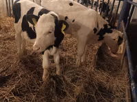 Bull, Russian Black pied cattle — photo 2