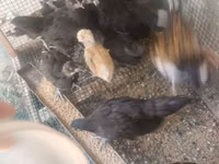 澳洲黑 — 照片 3
