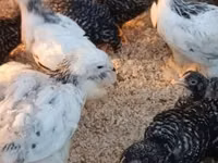 Chickens — Foto 4