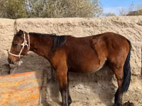 घोड़ी, Kyrgyz Horse — फ़ोटो 2