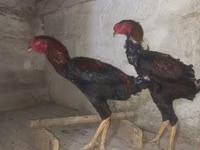 Australian Pit Game fowl — sawirka 4