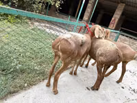 Sheep, Arashan sheep — photo 4