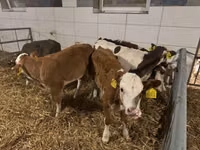 Ng'ombe jike, Russian Black pied cattle — picha 2