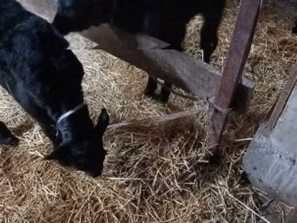 Toro, Vaca Limousin