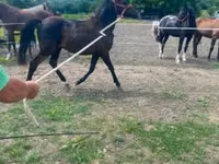 公马, Hucul pony — 照片 2