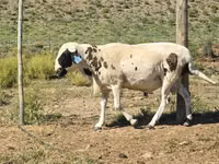 Ram, Sheep — photo 2