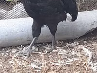 Australian Pit Game fowl — sawirka 6