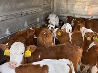 ثور, Simmental cattle — الصورة 3