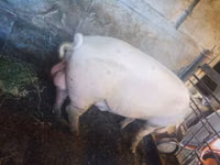 Boar — photo 3