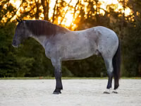 حصان, Percheron — الصورة 2