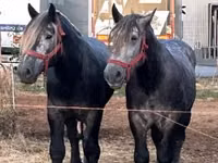 حصان, Percheron — الصورة 3