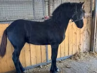 Horse (M), Friesian — photo 3