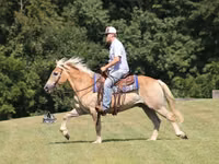 Faras, Haflinger — sawirka 4