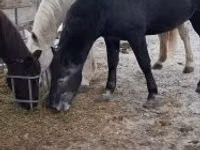 公马, Lipizzaner — 照片 5