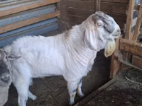 Billy Goat, Beetal goats — photo 1