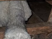 मेढ़ा, भेड़ — फ़ोटो 7