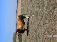 公牛, Partenaise cattle — 照片 1
