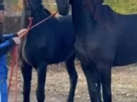 Faras dhaddig, Friesian — sawirka 1