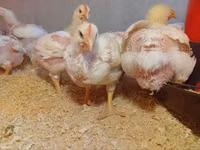 Chickens — फ़ोटो 3