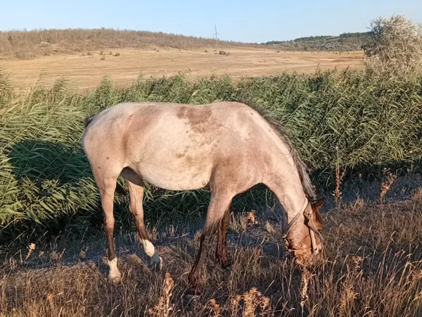 母马, Horses