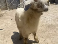 عنزة, Angora goats — الصورة 3