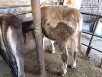 सांड, Swiss cattle — फ़ोटो 7