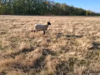 كبش, Shroshire sheep — الصورة 6