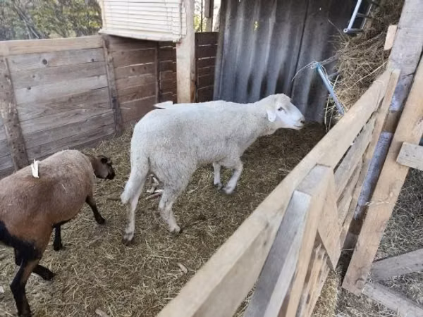 मेढ़ा, Cameroon sheep