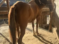 Faras dhaddig, Horses — sawirka 1