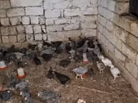Chickens — الصورة 2