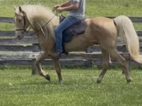 公马, Rocky Mountain Horse — 照片 2