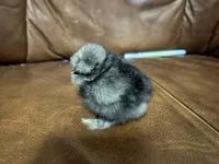 Silkie — photo 3