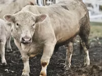 ثور, Charolais cattle — الصورة 1