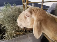 كبش, الأغنام — الصورة 4