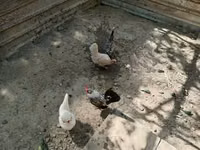 Danish hen — picha 2